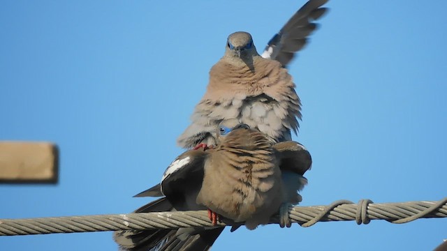 West Peruvian Dove - ML620628715