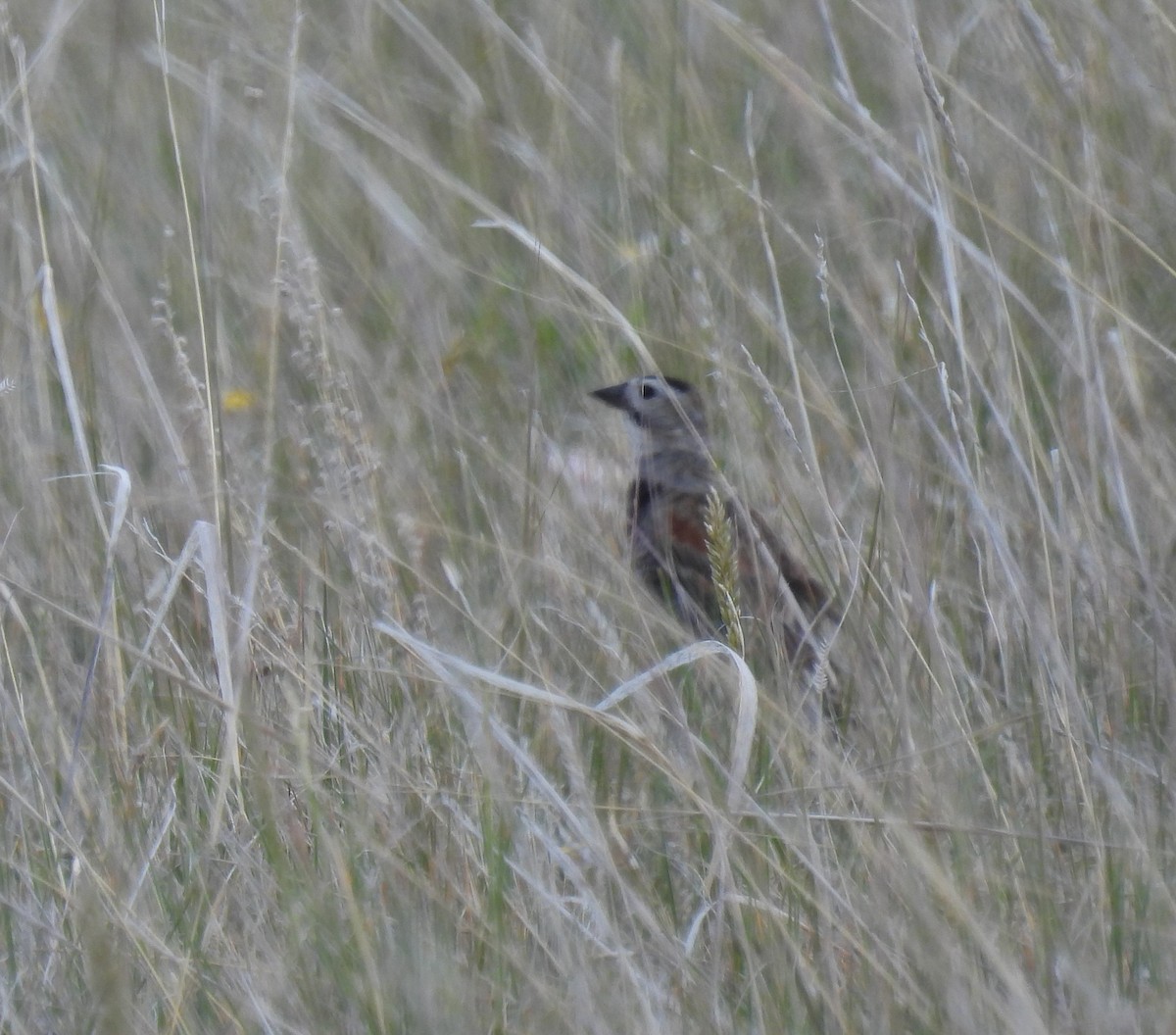 Thick-billed Longspur - ML620628716