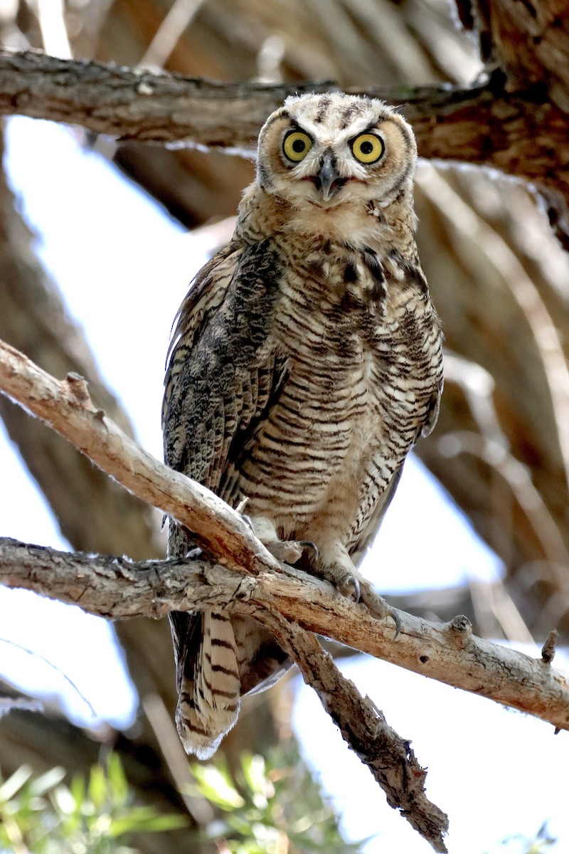 Great Horned Owl - ML620628718