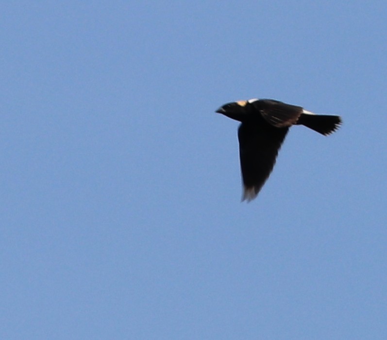 bobolink americký - ML620628719