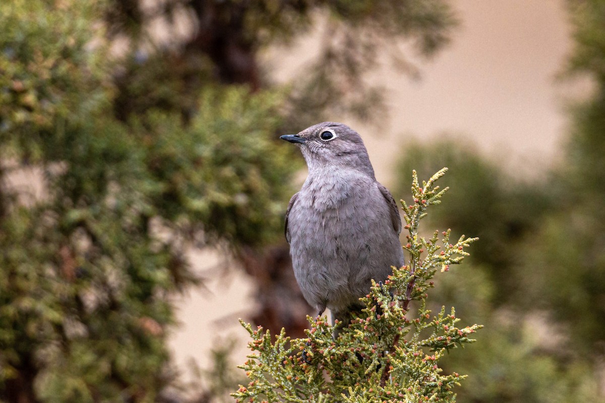 Townsend's Solitaire - ML620628720