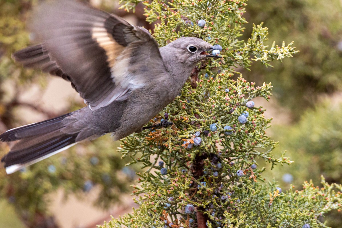 Townsend's Solitaire - ML620628723