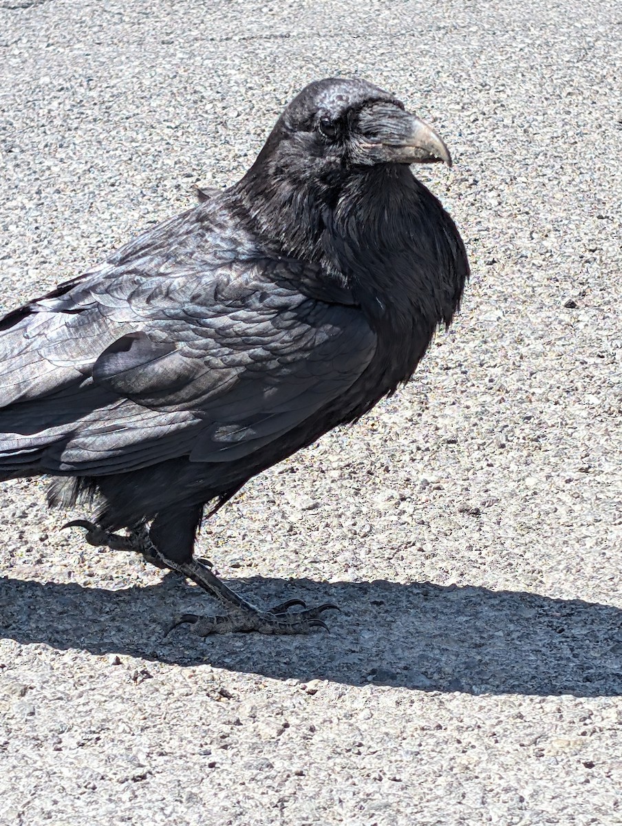 Common Raven - ML620628725