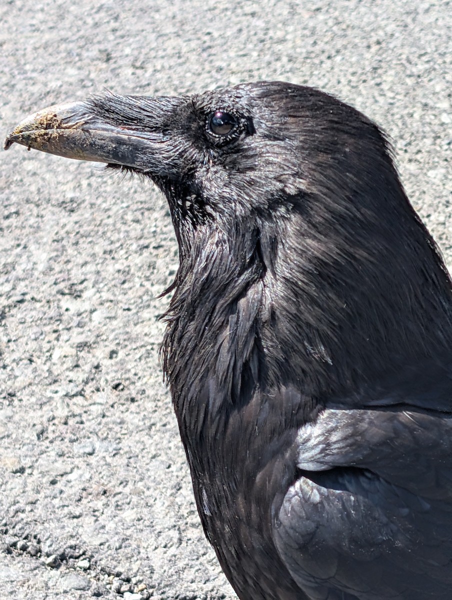 Common Raven - ML620628726