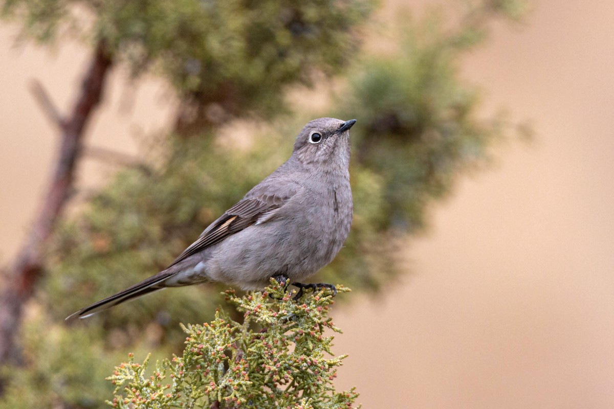 Townsend's Solitaire - ML620628729