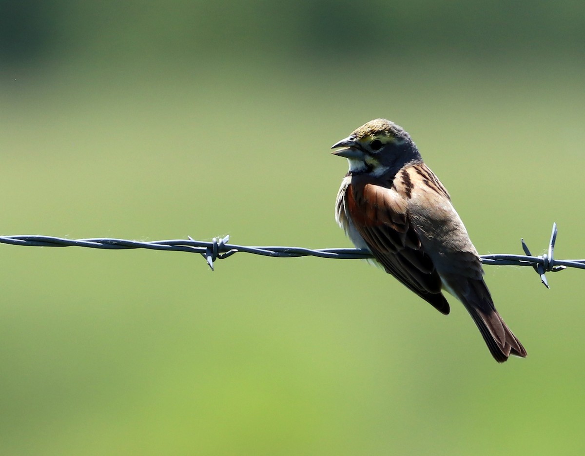 Dickcissel - ML620628730