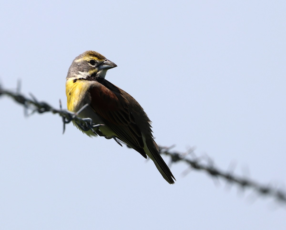 Dickcissel - ML620628731