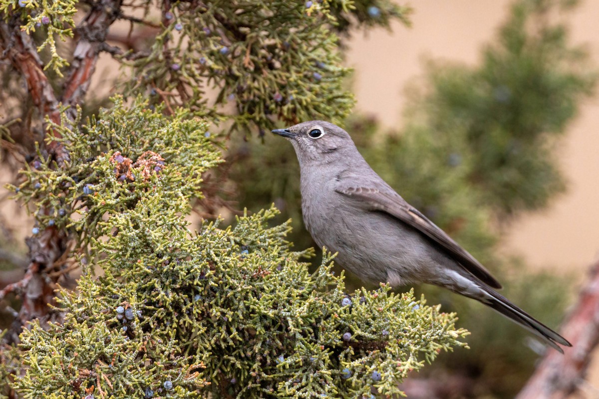 Townsend's Solitaire - ML620628735