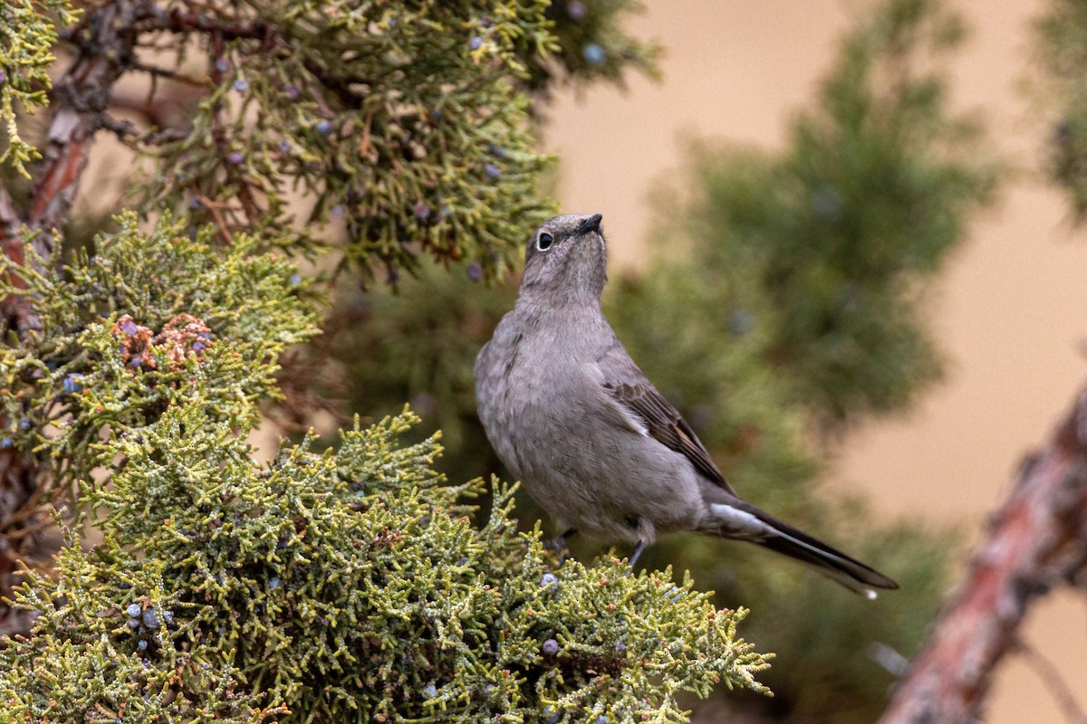 Townsend's Solitaire - ML620628736