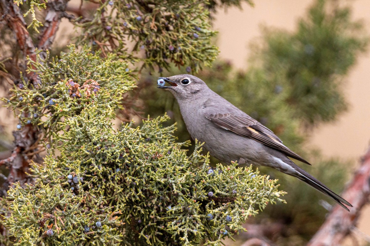 Townsend's Solitaire - ML620628737