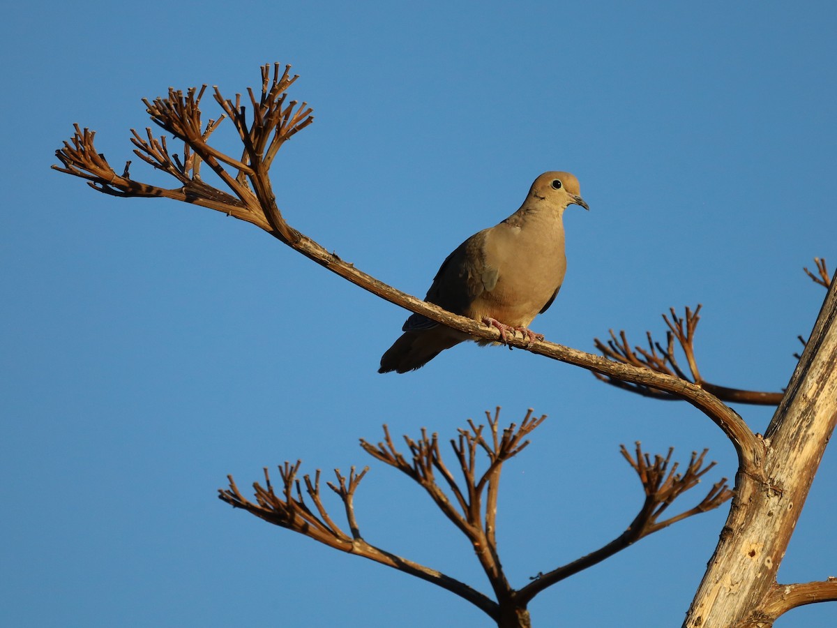 Mourning Dove - ML620628738