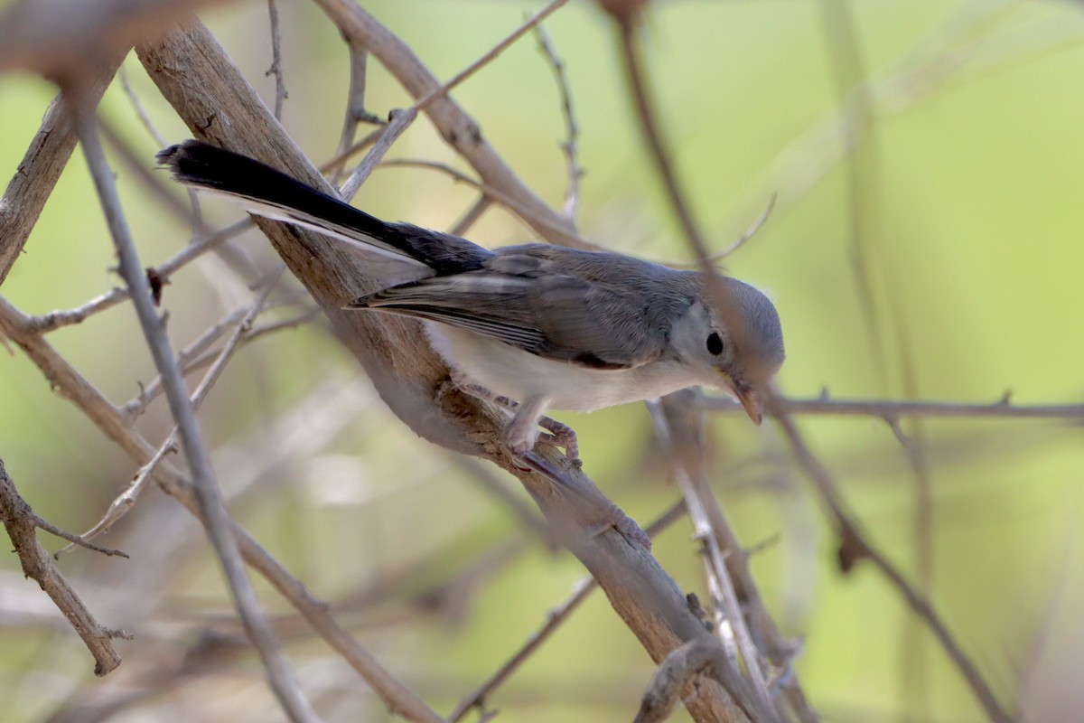 Black-tailed Gnatcatcher - ML620628739