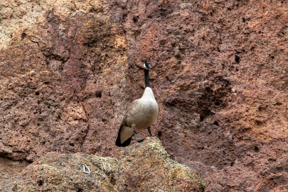 Canada Goose - ML620628741