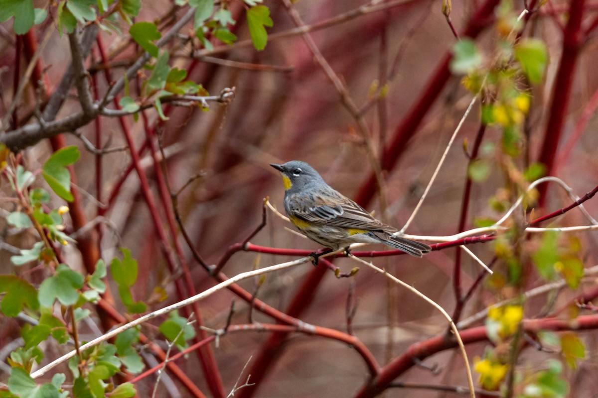 Kronenwaldsänger (Audubonwaldsänger) - ML620628743