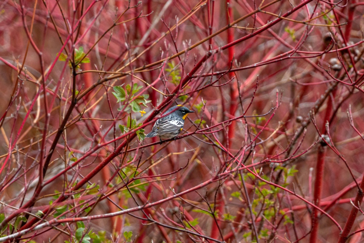 Yellow-rumped Warbler (Audubon's) - ML620628744