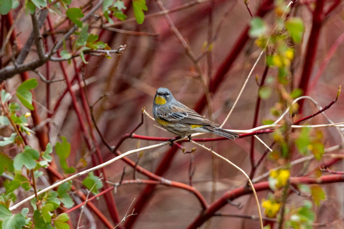 Yellow-rumped Warbler (Audubon's) - ML620628745