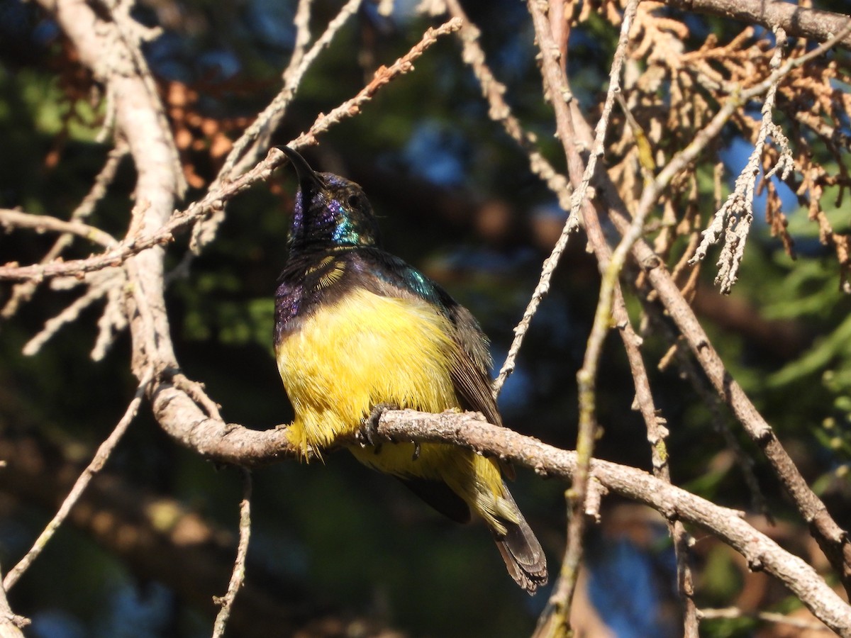 Variable Sunbird - Rodney Macready