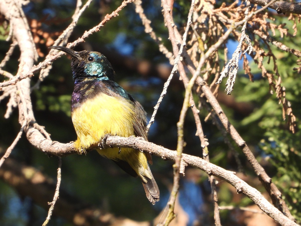 Variable Sunbird - ML620628747