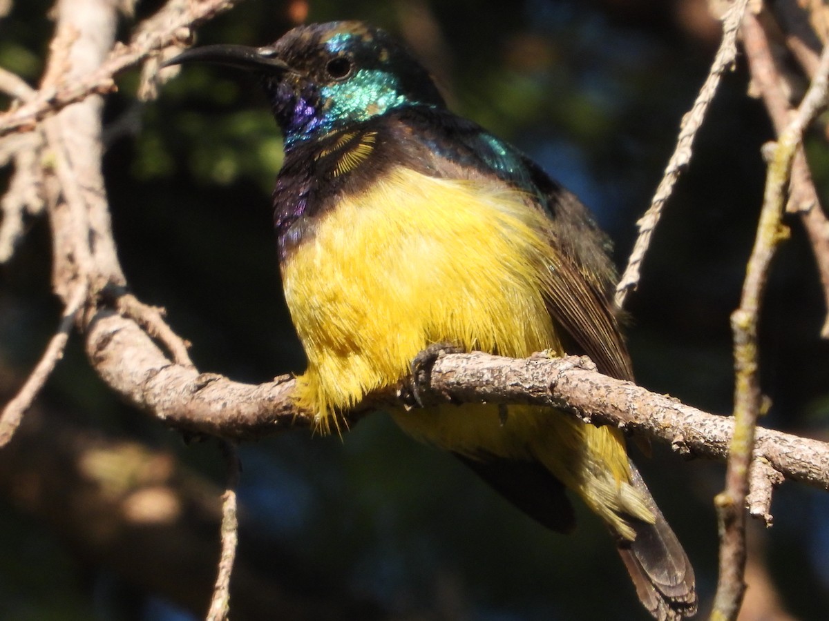 Variable Sunbird - ML620628748