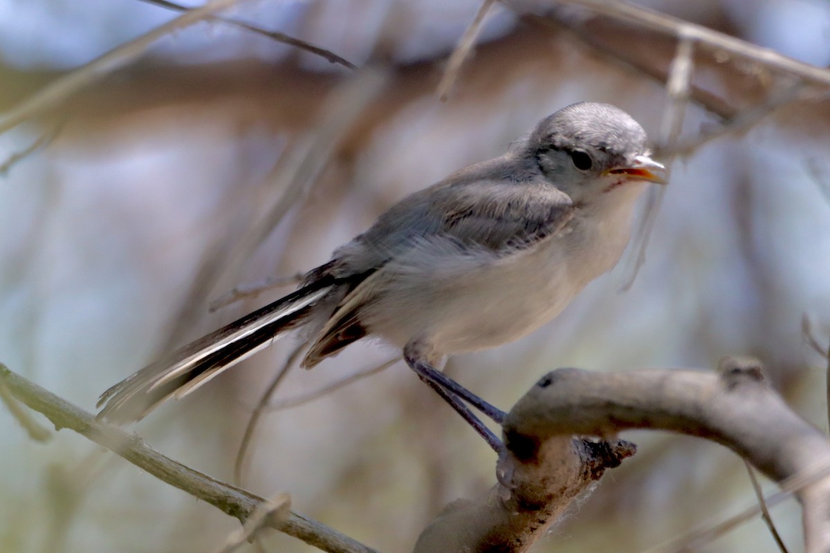 Black-tailed Gnatcatcher - ML620628749