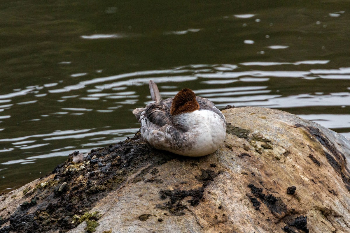 Common Merganser - ML620628750