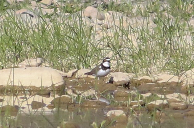 Little Ringed Plover - ML620628753