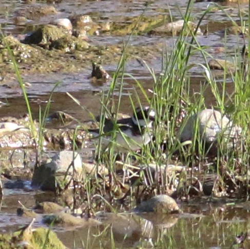 Little Ringed Plover - ML620628754