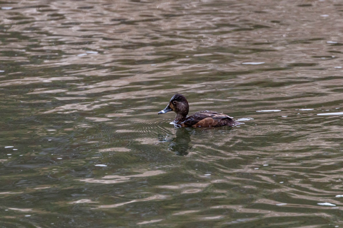 Ring-necked Duck - ML620628755