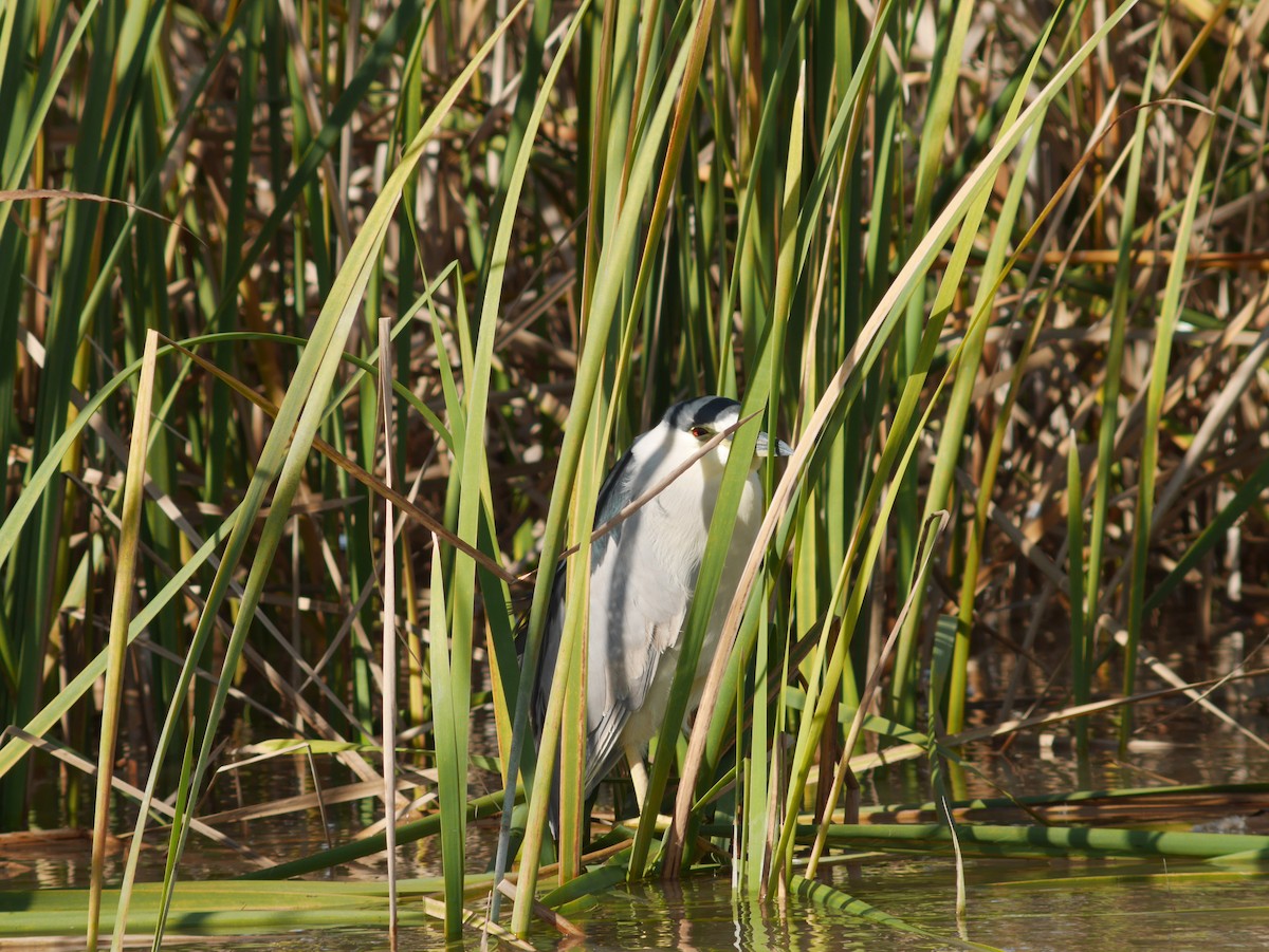 Black-crowned Night Heron - ML620628762