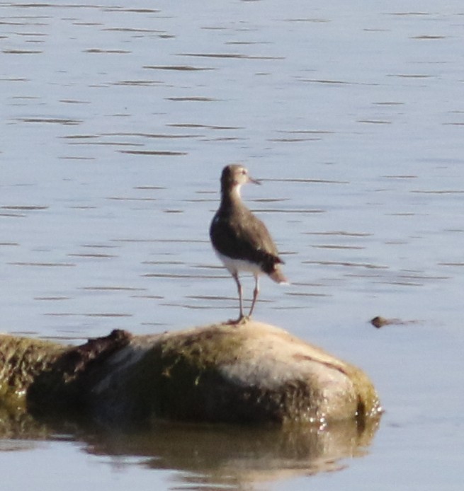 Green Sandpiper - ML620628764