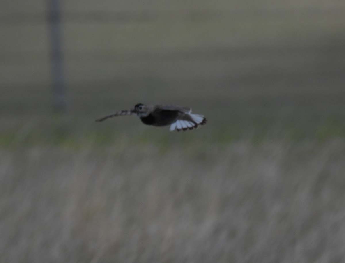 Thick-billed Longspur - ML620628766