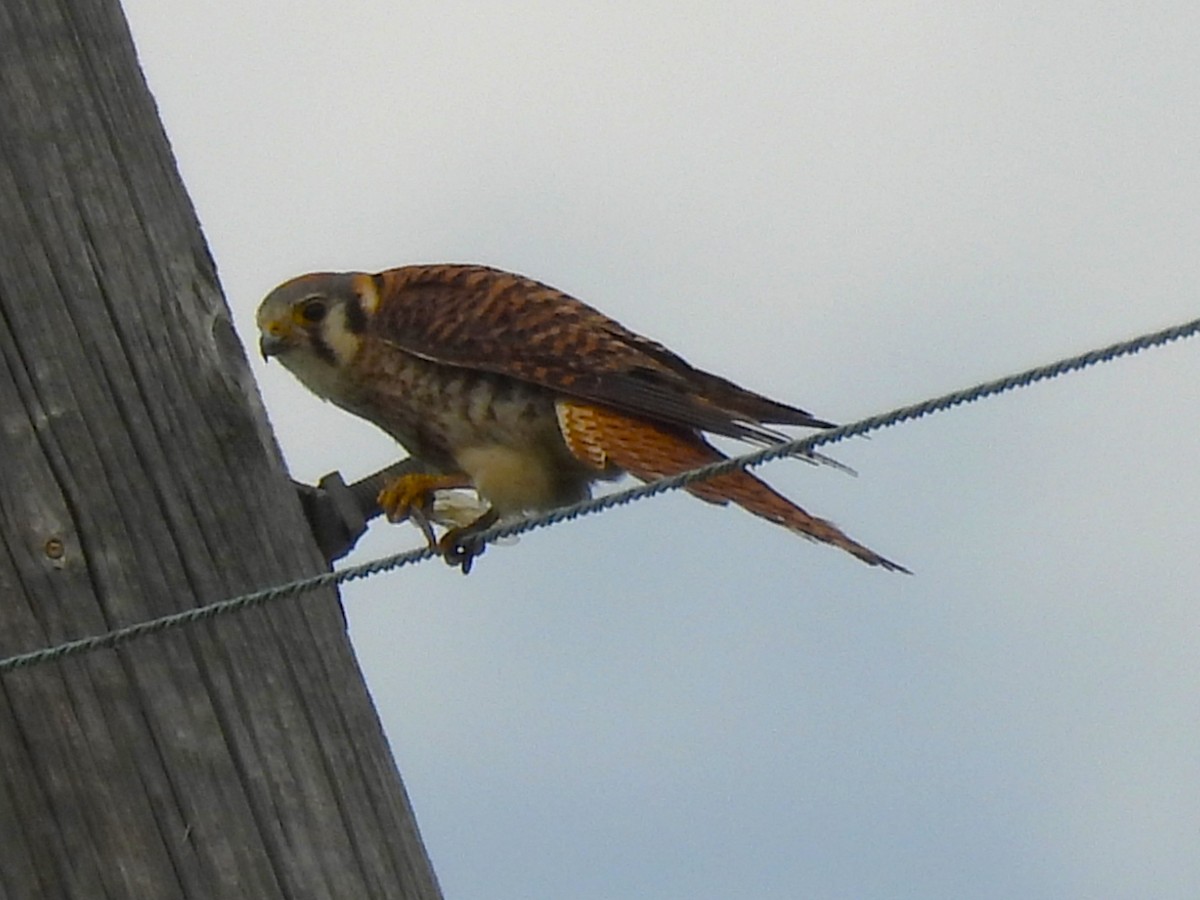 American Kestrel - ML620628771