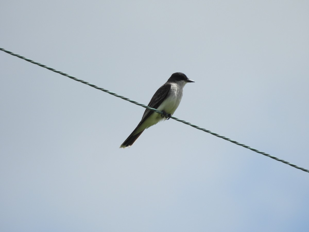 Eastern Kingbird - ML620628774