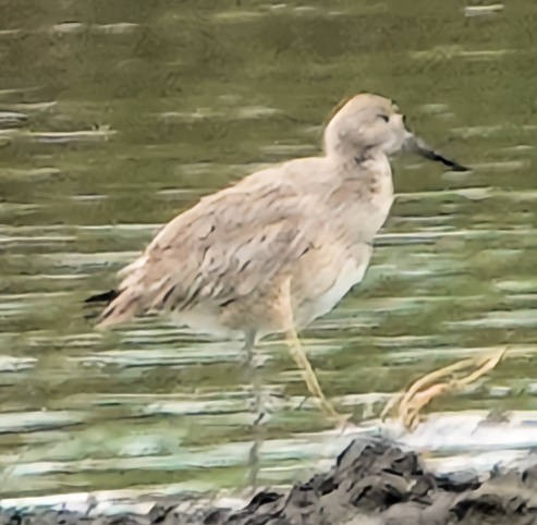 Willet - ML620628775