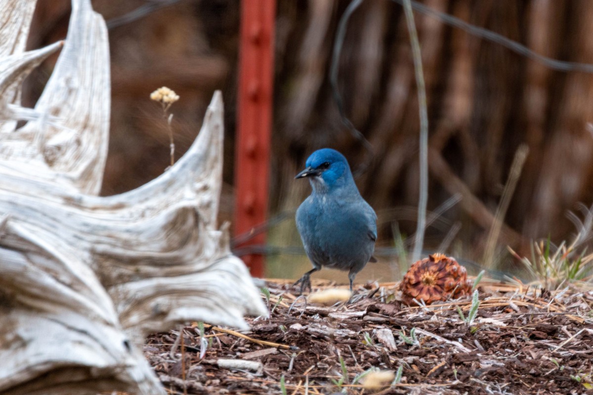 Pinyon Jay - ML620628778