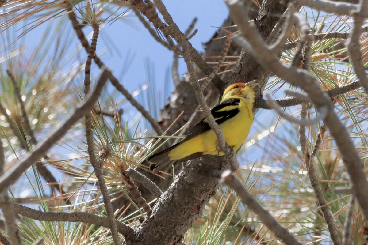 Western Tanager - ML620628782