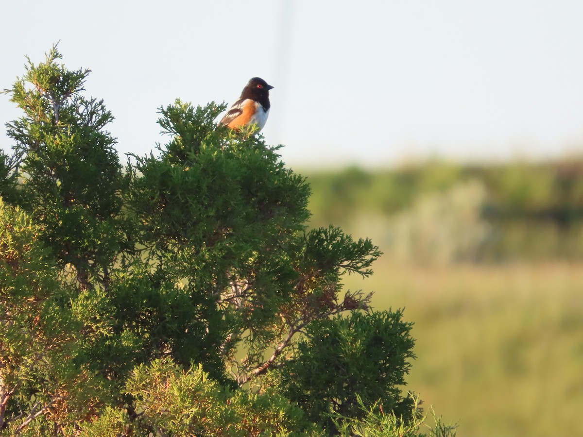 Spotted Towhee - ML620628785