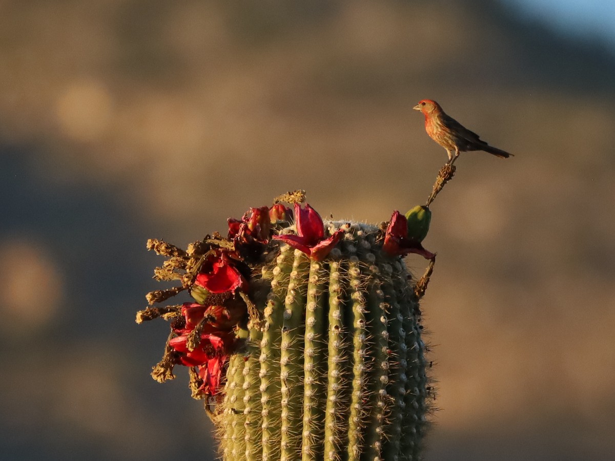 House Finch - ML620628789