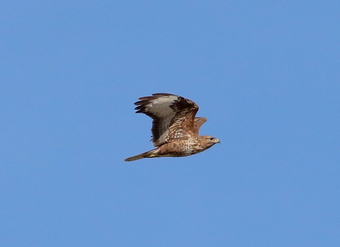 Common Buzzard - ML620628793