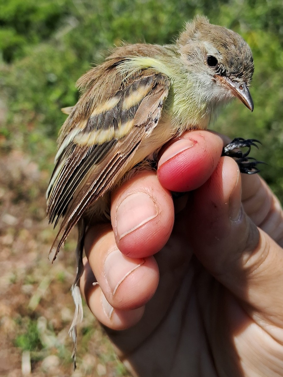 Southern Mouse-colored Tyrannulet - ML620628795