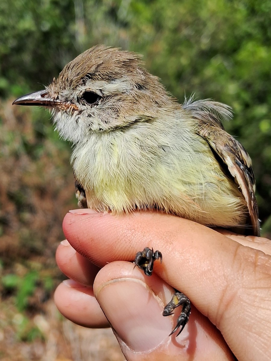 Southern Mouse-colored Tyrannulet - ML620628796