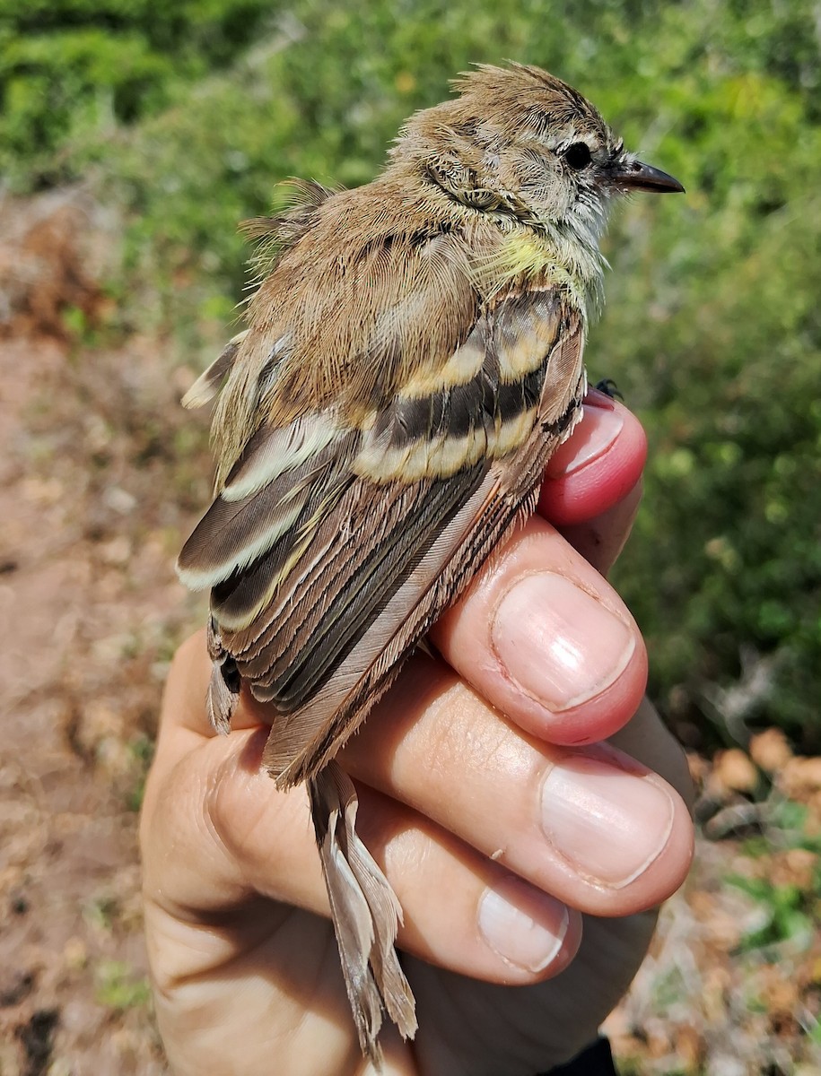 Southern Mouse-colored Tyrannulet - ML620628797