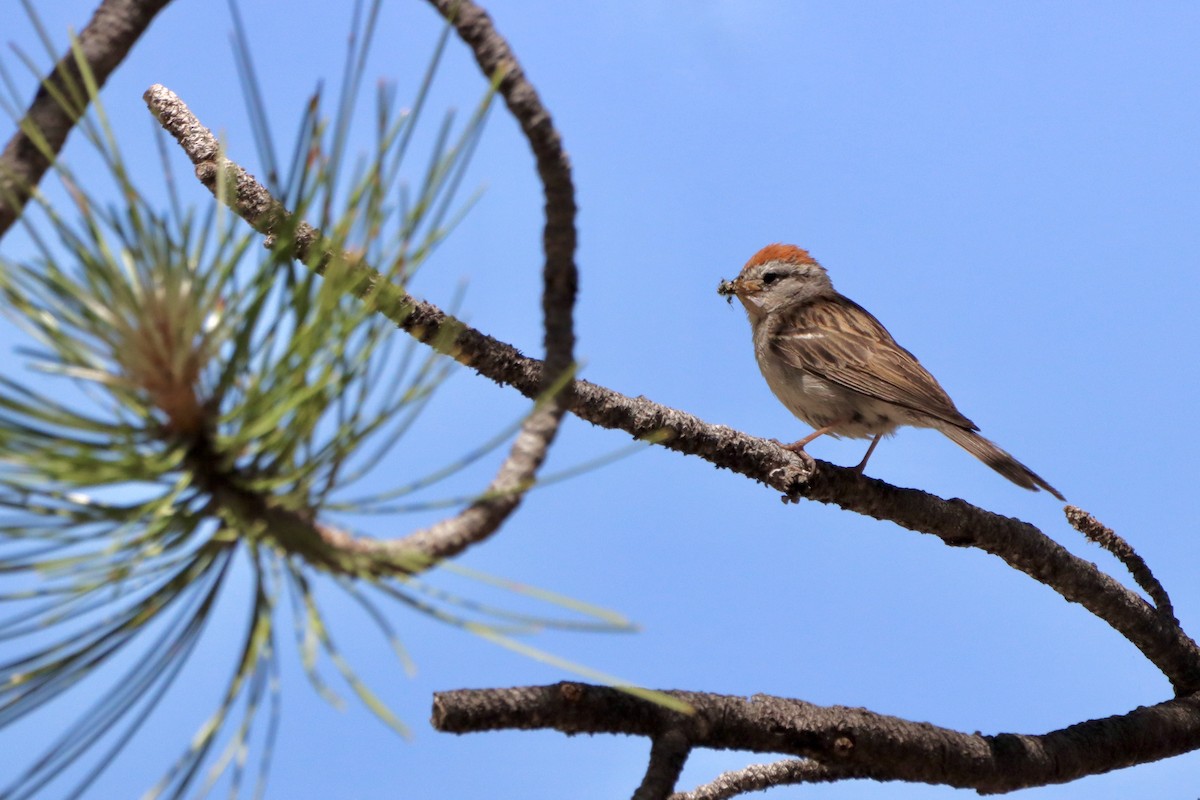 Chipping Sparrow - ML620628798