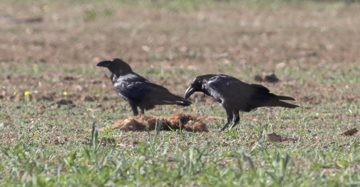 Common Raven - ML620628799