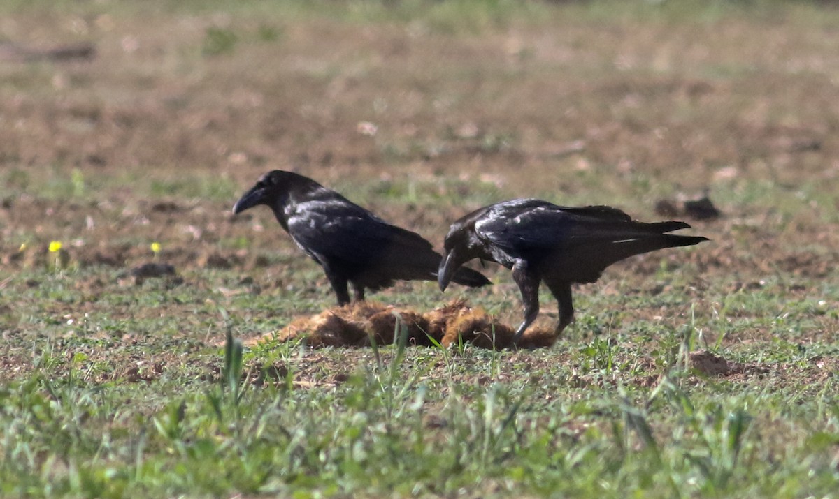 Common Raven - ML620628800