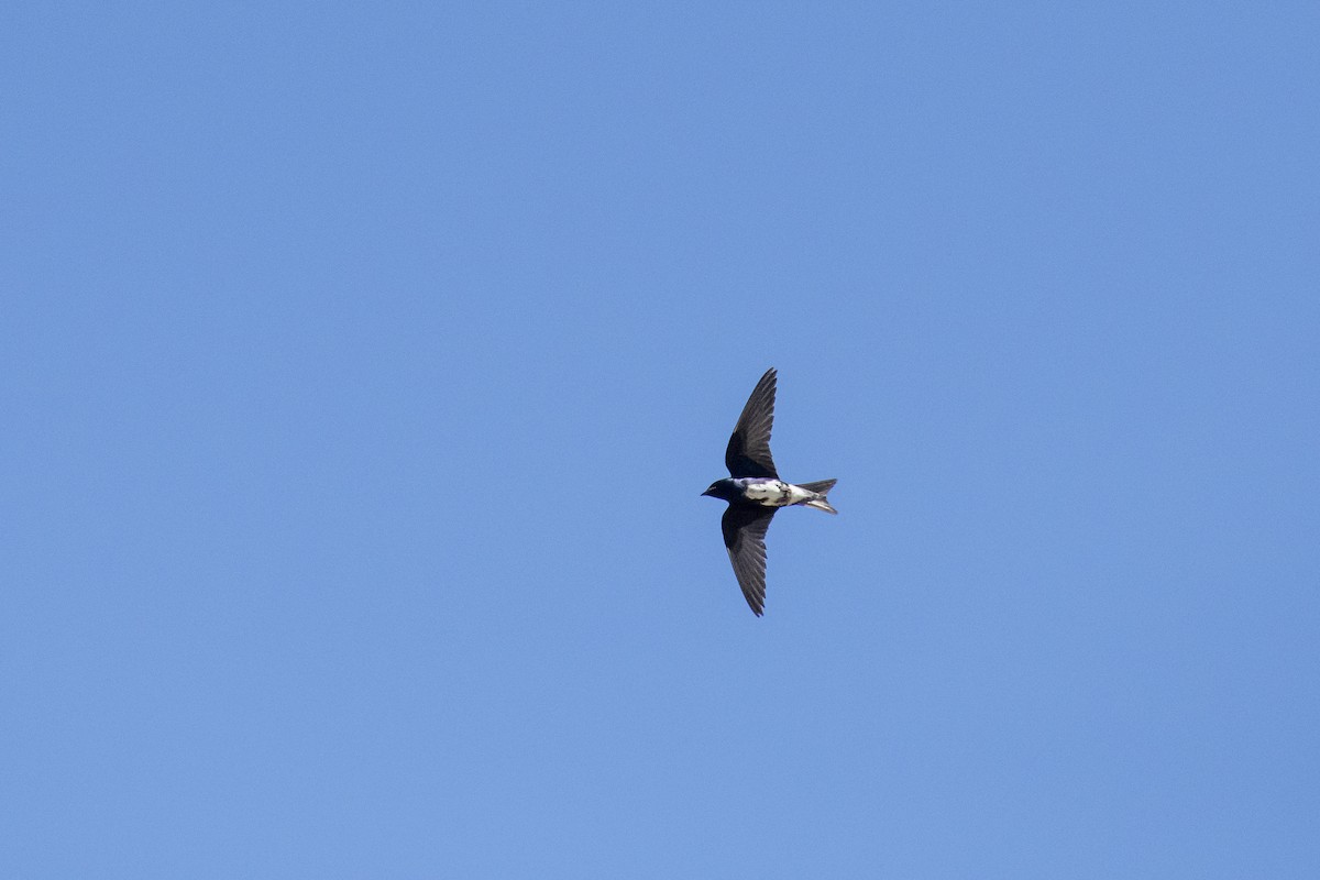 Golondrina Caribeña - ML620628801