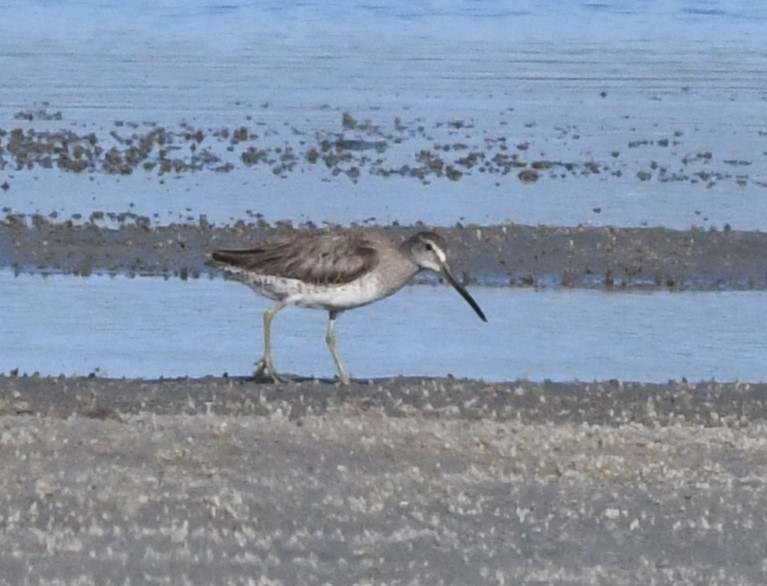 Short-billed Dowitcher - ML620628803