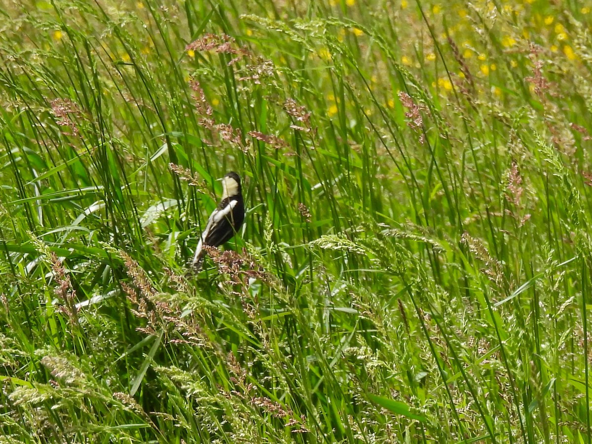 Bobolink - ML620628804