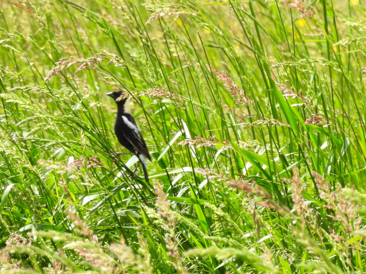 Bobolink - ML620628805