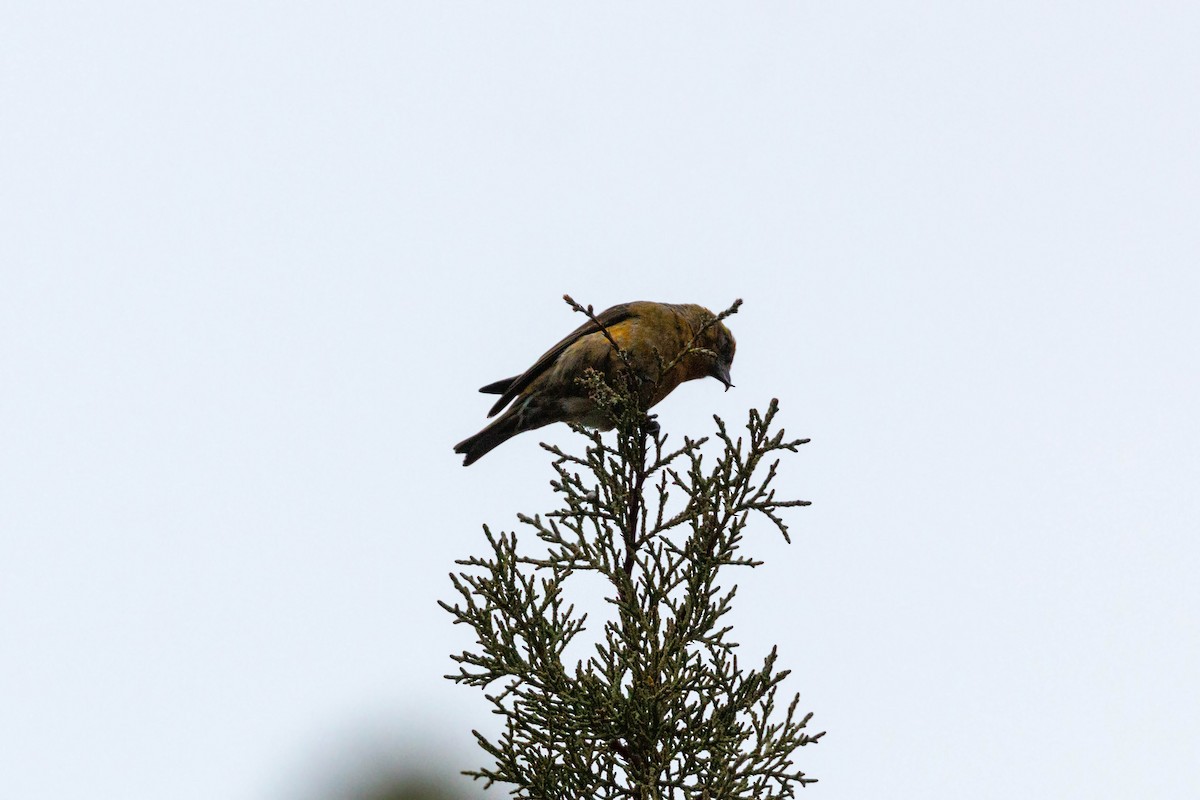 Red Crossbill - ML620628806